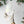 suncatcher stained_glass Iridescent Stained Glass Dove Wall Decor
