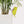 suncatcher stained_glass Luna Moth Stained Glass – Planter Decoration Symbol of Mystery & Transformation | Gift for Gardeners | Nature - Inspired Decor
