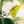 suncatcher stained_glass Luna Moth Stained Glass – Planter Decoration Symbol of Mystery & Transformation | Gift for Gardeners | Nature - Inspired Decor