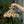 suncatcher stained_glass Peacock Butterfly Stained Glass Wall Decor