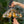 suncatcher stained_glass Peacock Butterfly Stained Glass Wall Decor