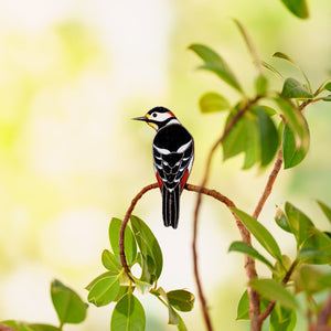 suncatcher Bird stained_glass Stained Glass Bird Clip for Plants – Clip - On Suncatcher, Window Decor, Gift Idea ✨
